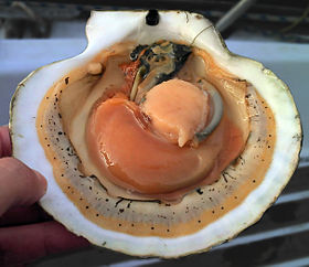 /static/2VO6F/Opened scallop shell.jpg?d=b9a6982bd&m=2VO6F